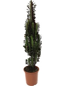 Resim Euphorbia Trigona 'Rubra' (Süt Ağacı) Ø17 CM Y60-70 CM 