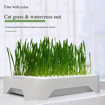 neararsanbizden DONDURMA ŞEKLİNDE KEDİ NANESİ KEDİ OTU