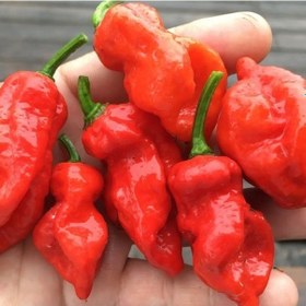 Resim Nadir Ata Tohumu Çok Acı Primo X İd Biber Tohumu 10 Tohum 