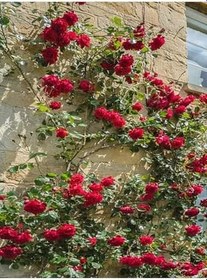 Resim Videolu Kırmızı Sarmaşık Gül Fidanı Kokulu (90 140 Cm)1 Adet Tüplü Aşılı Gül Red Rose 