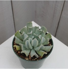 Resim Nura Botanik Videolu Sukulent Echeveria Runyonii Topsy Turvy Bitkisi 1 Adet Saksılı 5-10cm Salon Bitkisi 