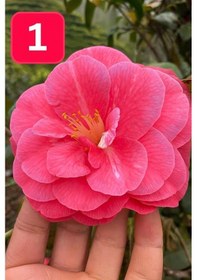Resim Mini Saksıda Dev Goncalı Desire Kamelya Fidesi 5-10 Cm 