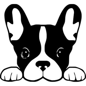 Resim Kıvırcıkyoga Camdan Bakan Köpek Sticker (OTO-MOTOR-LAPTOP-DUVAR-DEKOR) 10 X 9 Cm 