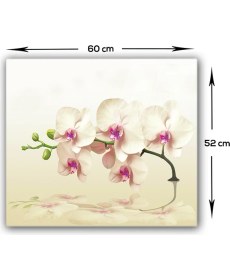 Resim Decorita Krem Orkide | Cam Ocak Arkası Koruyucu | 49,5cm x 76cm 