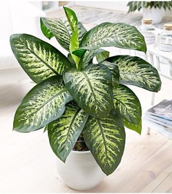 Resim Difenbahya - Tropik 60-80 Cm 5 Adet 