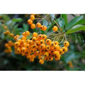 Resim Bonsaı Ateş Dikeni Pyracantha Coccinea 