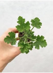 Resim Ceylangözü Sardunya Fidesi Karışık Renk 5.5 Cm Saksıda 