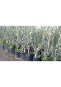 Resim Ada Tarım 10 Adet Domat Zeytin Fidanı 2 Yaş 1 Metre 