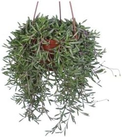 Resim Yakut Kolyesi Çiçeği (Othonna Capensis) Askılı Saksı'Da 