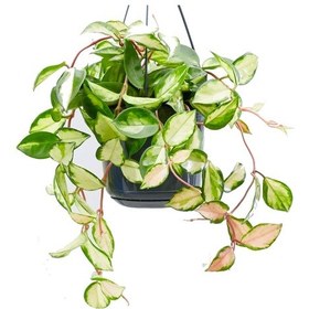 Resim Alacalı Mum Çiçeği (Hoya carnosa Tricolor) - Askılı Saksıda 