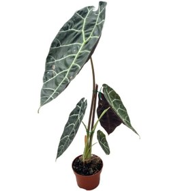 Resim Alocasia Watsoniana (Fil Kulağı) Ø12 CM Y35-40 CM 