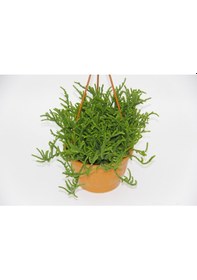 Resim Crassula Muscosa Sukulent - Askılı Saksıda 