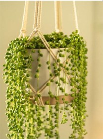 Resim Tesbih Boncuk Çiçeği 30 35 Cm 1 Adet Saksılı Iç Mekan Bitkisi Senecio Rowleyanus 