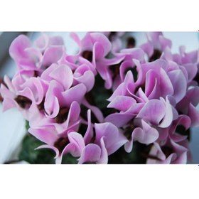 Resim Lila Sıklamen Soganı 2 Adet - ADAFDN0169 