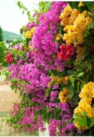 Resim Bougainvillea Begonvil Fidanı, 40-60 Cm, Saksıda Bougainvillea 
