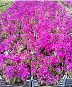 Resim İzmir Güzeli Çiçeği 180 Adet 