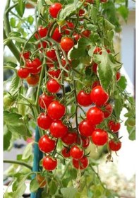 Resim Domates Tohumu Salkım Domates 50 Adet Organik Tohum 
