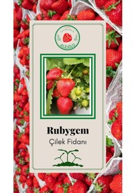Resim 20 Adet Rubgyem Çilek Fidesi Açık Kök ve Taze Söküm (Frigo) 