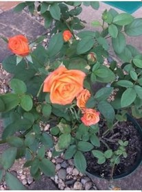 Resim Videolu Minyatür Turuncu Gül Fidanı 1 Adet Saksılı/Tüplü 30-50 Cm (Miniature Orange Rose) 