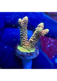 Resim Şaft Askısı E65/66 - M57n / N62 Ors Rulmanlı 