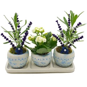 Resim çiçekseli 3'lü Mavi Okyanus Saksıda Lavanta Ve Kalanchoe Set & Canli Saksi Cicekleri 8-10 Cm 