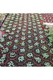 Resim Berke Fidancılık Tesbih-boncuk Çiçeği Sukulent,senekio (klenia Rowleyanus) 8 Lik Saksı 