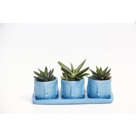 Resim Trio Mavi Adler Sukulent Seti - Haworthia Pumila. Gasteria 
