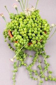 Resim Senecio Rowleyanus Tesbih Çiçeği, BTSTS51 