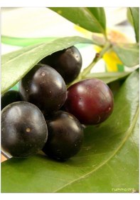 Resim 2 Yaşında Karayemiş Fidanı Prunus Laurocerasus Sağlıklı Ve Uz 