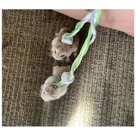 Resim Patentli Hamster Gezdirme Tasması - Dolaştırma İçin 
