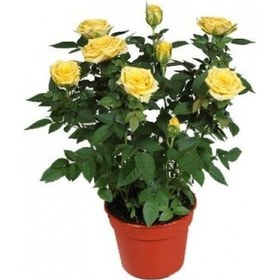 Resim Yediveren Saksılı Sarı Gül 20-30 Cm 20 Adet 