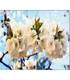 Resim Petmudo AVM 76X49,5 cm Cam Ocak Arkası Koruyucu Tezgah Ankastre Arkası Koruyucu | Çikolata 