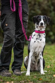 Resim Ayarlanabilir Kauçuk Kaplamalı Köpek Gezdirme Tasması 230 cm - Turuncu 
