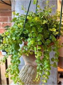 Resim Lysimachia Nummularia Sarı Çiçekli Zemin Örtücü Altın Kolye Çiçeği 20-40Cm 