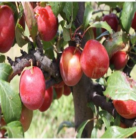 Resim Tüplü Yarı Bodur Pembe Autumn Erik Fidanı 