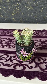 Resim NuNu By Vintage Bloom Saksılı Sukulent 