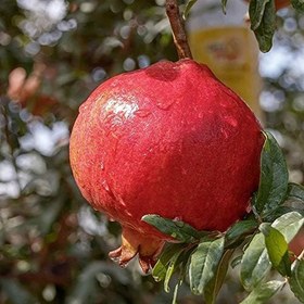 Resim Tüplü Nadir Bulunan Tatlı Çekirdeksiz Nar Fidanı 
