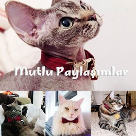 Resim Cat collar Named Zilli Cat collar 745094 - Purple Collar / S/M 16-26cm 