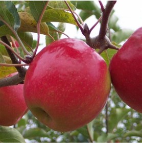 Resim Tüplü Aşılı Hoş Kokulu Aromatik Verimli Pink Lady Elma Fidanı 