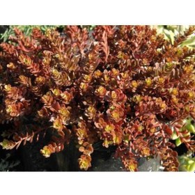 Resim Sedum Vodoo 90 Adet - Kırmızı Yer Örtücü Sukulent Teraryum Bitki 