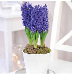Resim Hyacinthus Blue Pearl Sümbül Soğanı 3 Adet 