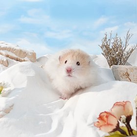 Resim Premium Hamster Banyo Kumları | Tozsuz, Hamsterlar, Fennek Tilkileri ve Diğer Küçük Hayvanlar İçin Uygun 