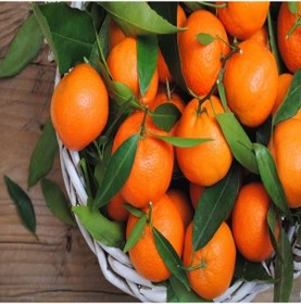 Resim Tüplü Aşılı Yüksek Verimli Okitsu Mandalina Fidanı 