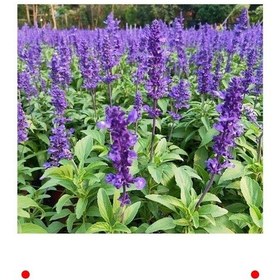 Resim Leylak Ateş Çiçeği Salvia - 30 Tohum 