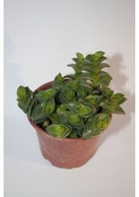 Resim Callisia Navicularis Sukulent Tekli 5,5 Cm Saksıda 
