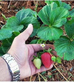 Resim 30 Adet Yediveren Çilek Fidanı Açık Kök Yeni Söküm 2024 