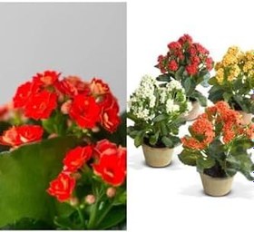 Resim Çok Avantajlı Kalanchoe Çiçeği Kalanşo Emel Hanım Karışık Renkli 3 Lü Set Saksılı Sarı Pembe Turuncu 