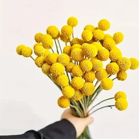Resim 30 Adet Canlı Belçika Craspedia Globosa Çiçekleri - Gerçekçi Yapay Sarı Çiçekler DIY El İşleri, Düğün Dekoru, Ev Aksesuarları & Çiçek Düzenlemeleri İçin - Noel, Cadılar Bayramı, Paskalya, Şükran Günü & Sevgililer Günü İçin İdeal, Çiçek Süslemeleri 