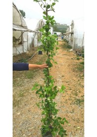 Resim Arap Yasemini Büyük Boy 2-2.5 Metre - 3 Adet Çiçekli Kokulu Sarı 