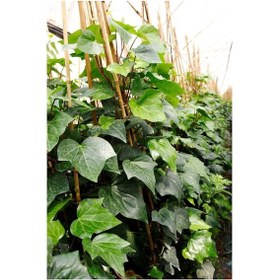 Resim Hedera Orman Sarmaşığı 10 Adet 1.5 Metre 
